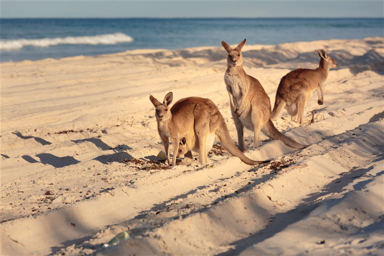 Australiens Glanzpunkte kompakt @  p a w e l/adobestock